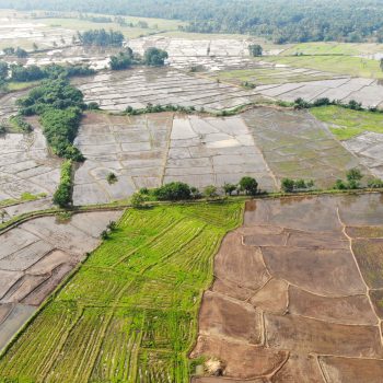 Sri Lanka's rice fields